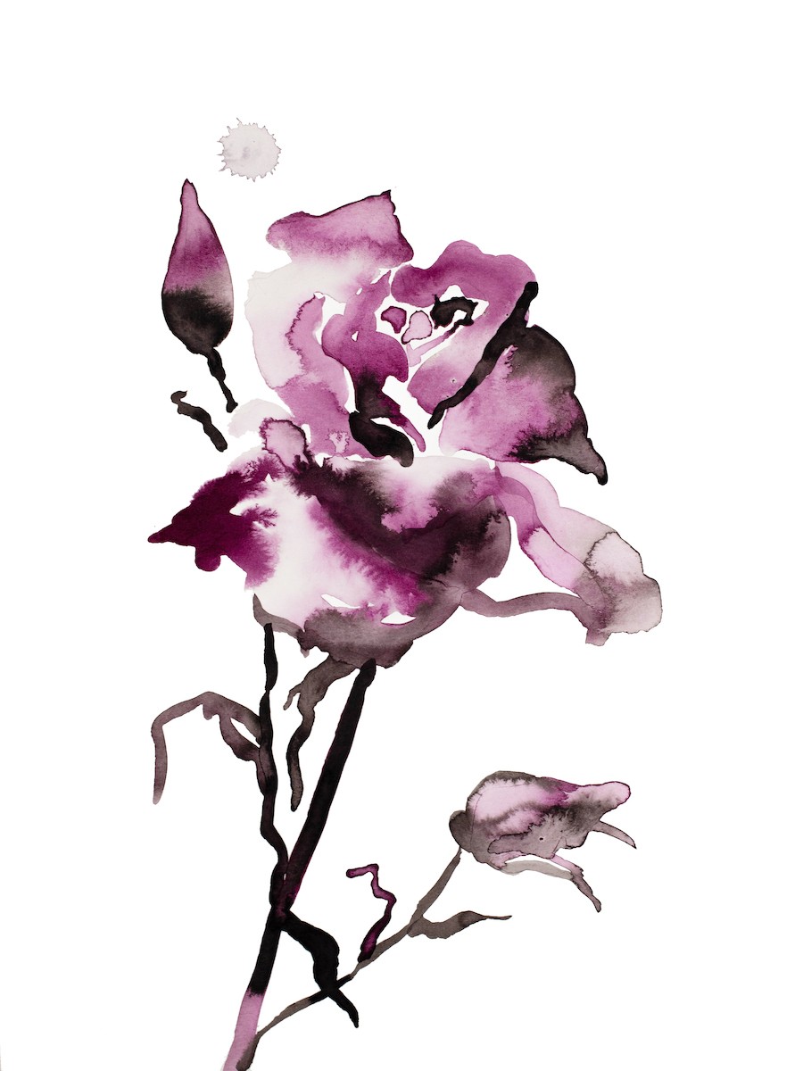 Elizabeth Becker, Rose study no. 65 Elizabeth Becker, Rose study no. 65