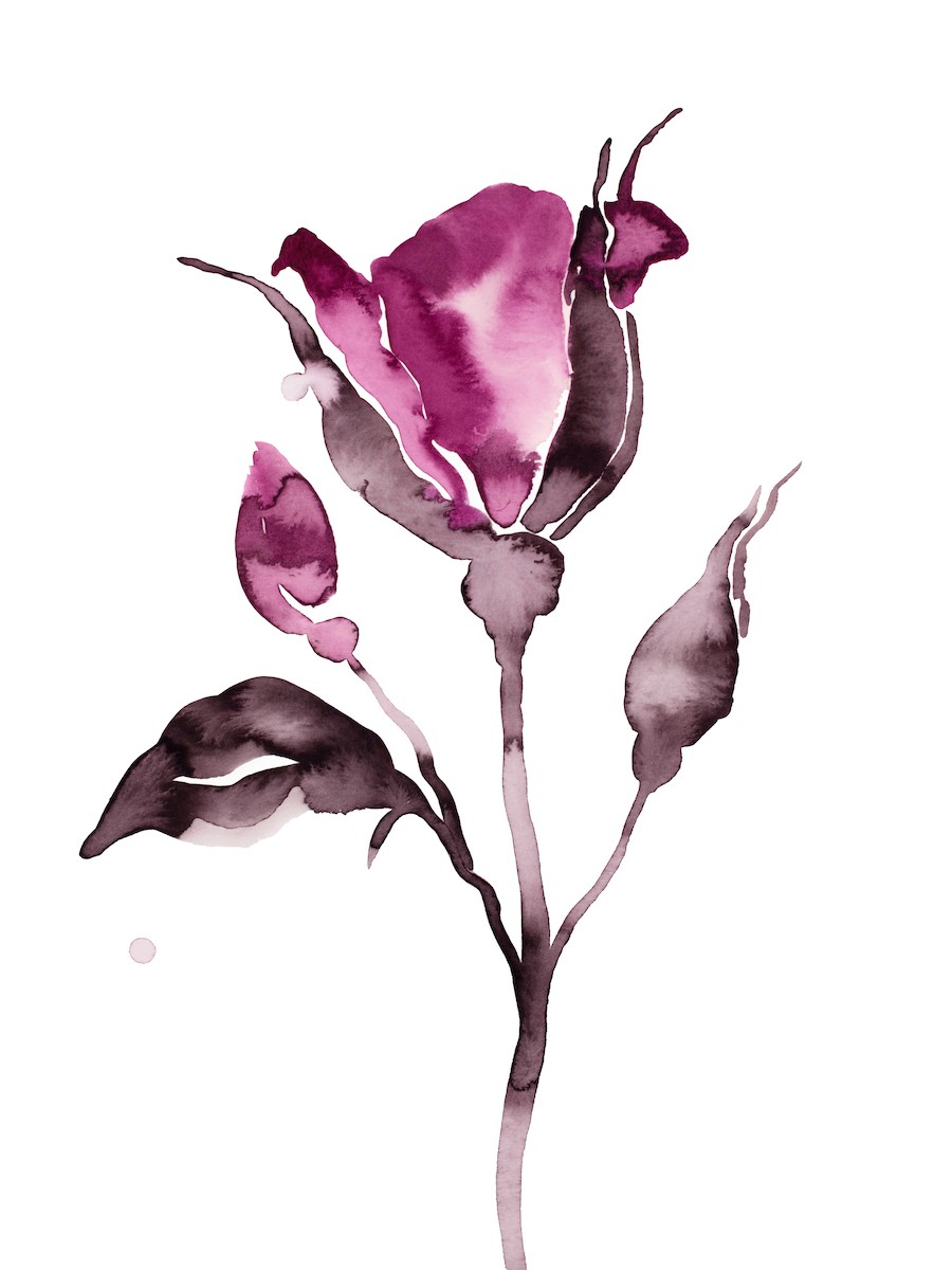 Elizabeth Becker, Rose study no. 64 Elizabeth Becker, Rose study no. 64