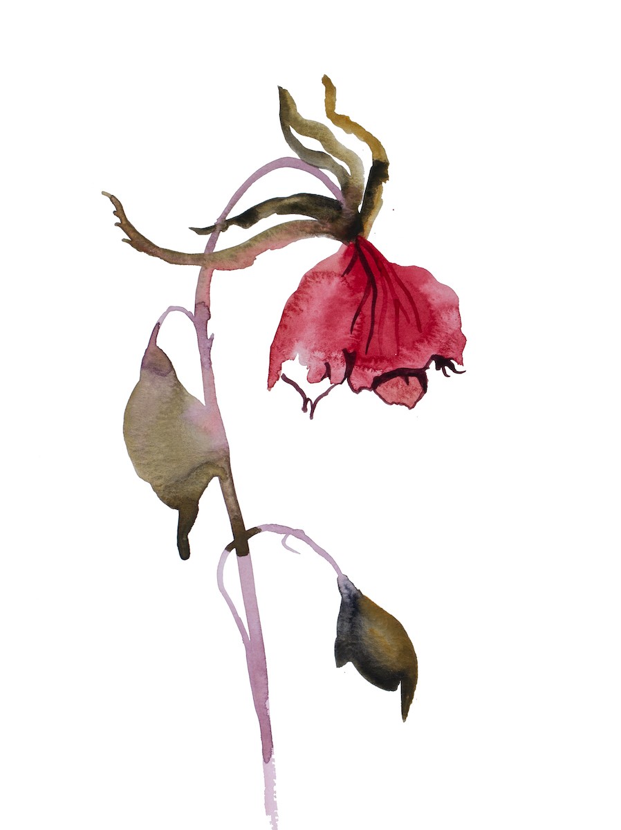 Elizabeth Becker, Rose study no. 73 Elizabeth Becker, Rose study no. 73