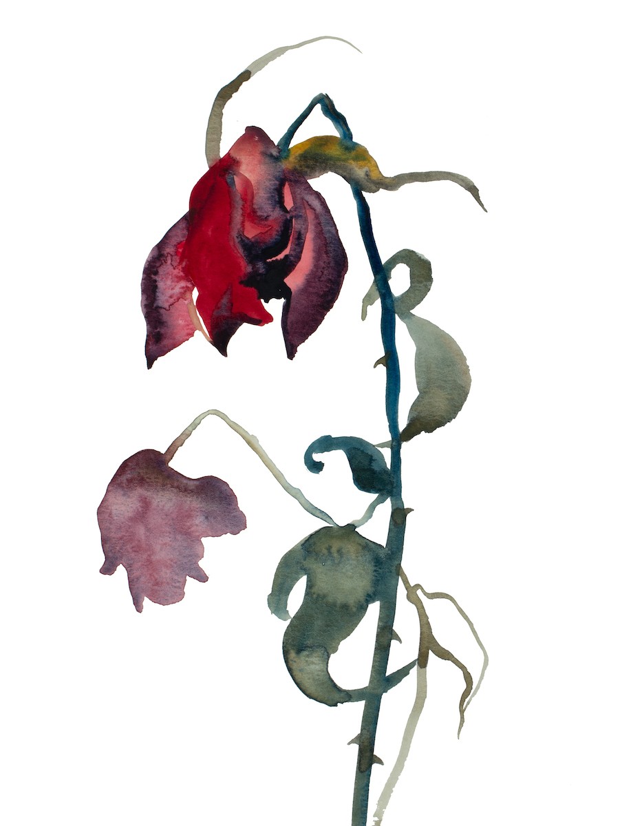 Elizabeth Becker, Rose study no. 72 Elizabeth Becker, Rose study no. 72