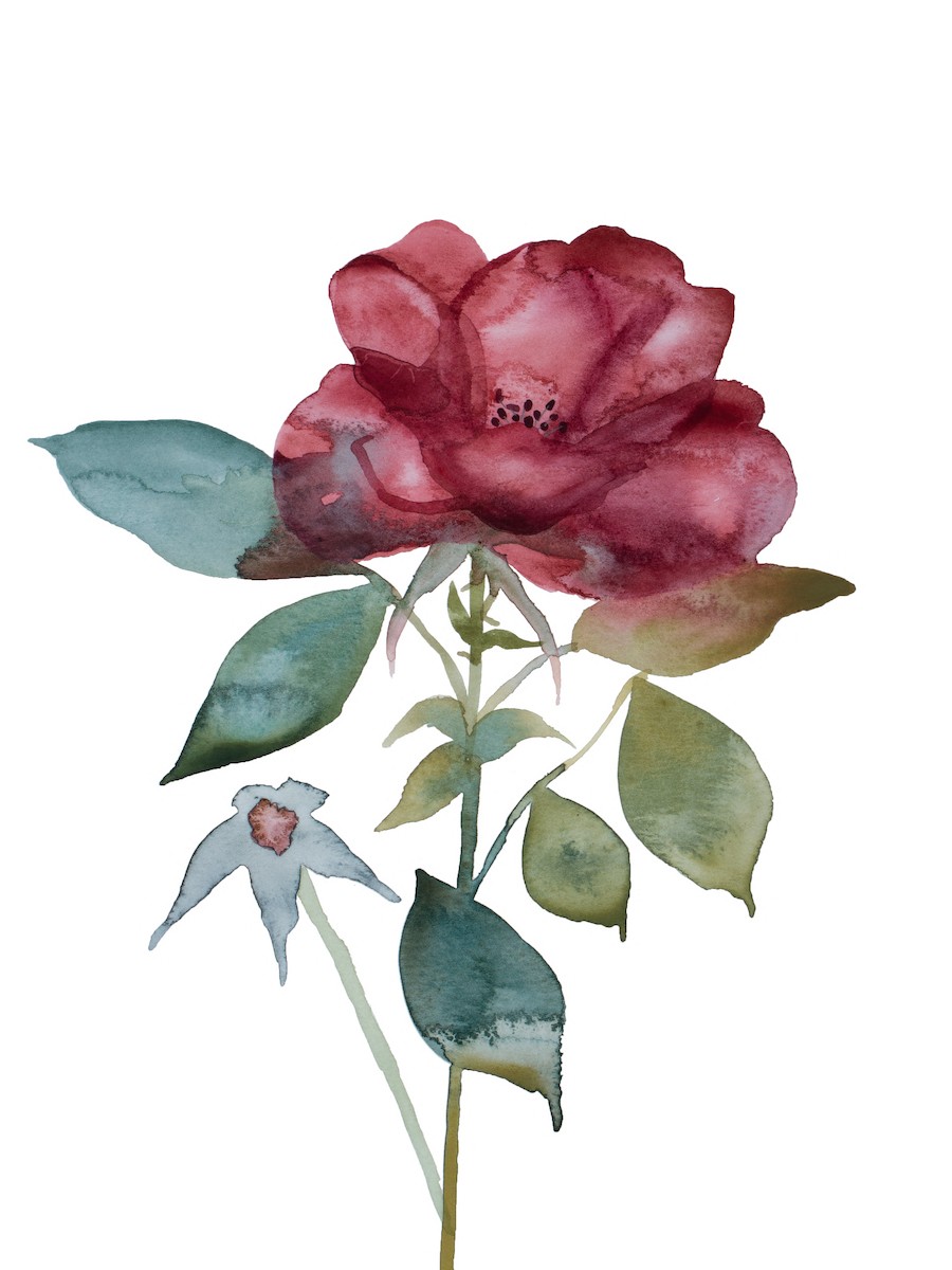 Elizabeth Becker, Rose study no. 75 Elizabeth Becker, Rose study no. 75