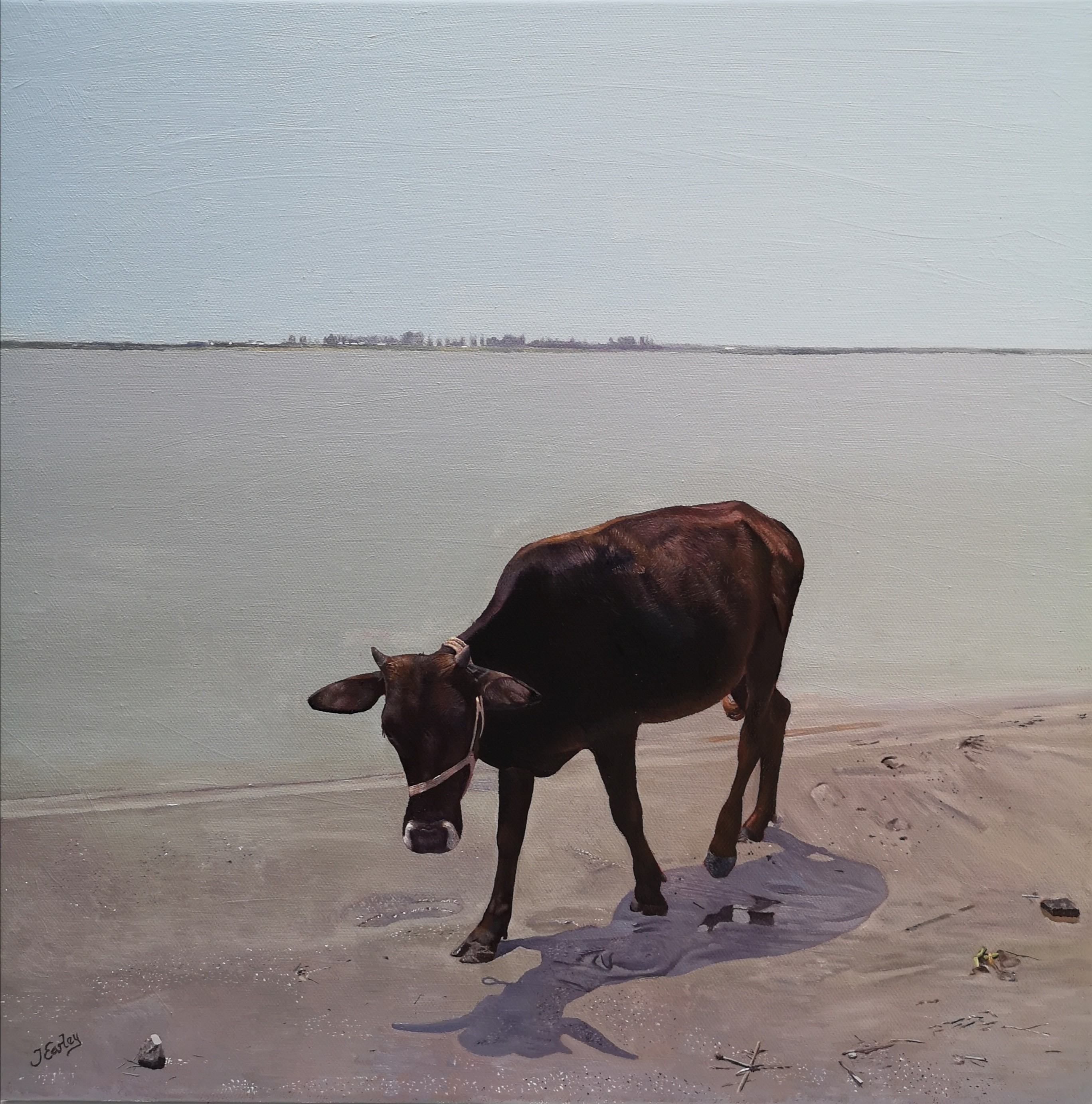 James Earley, The cow and the stone James Earley, The cow and the stone