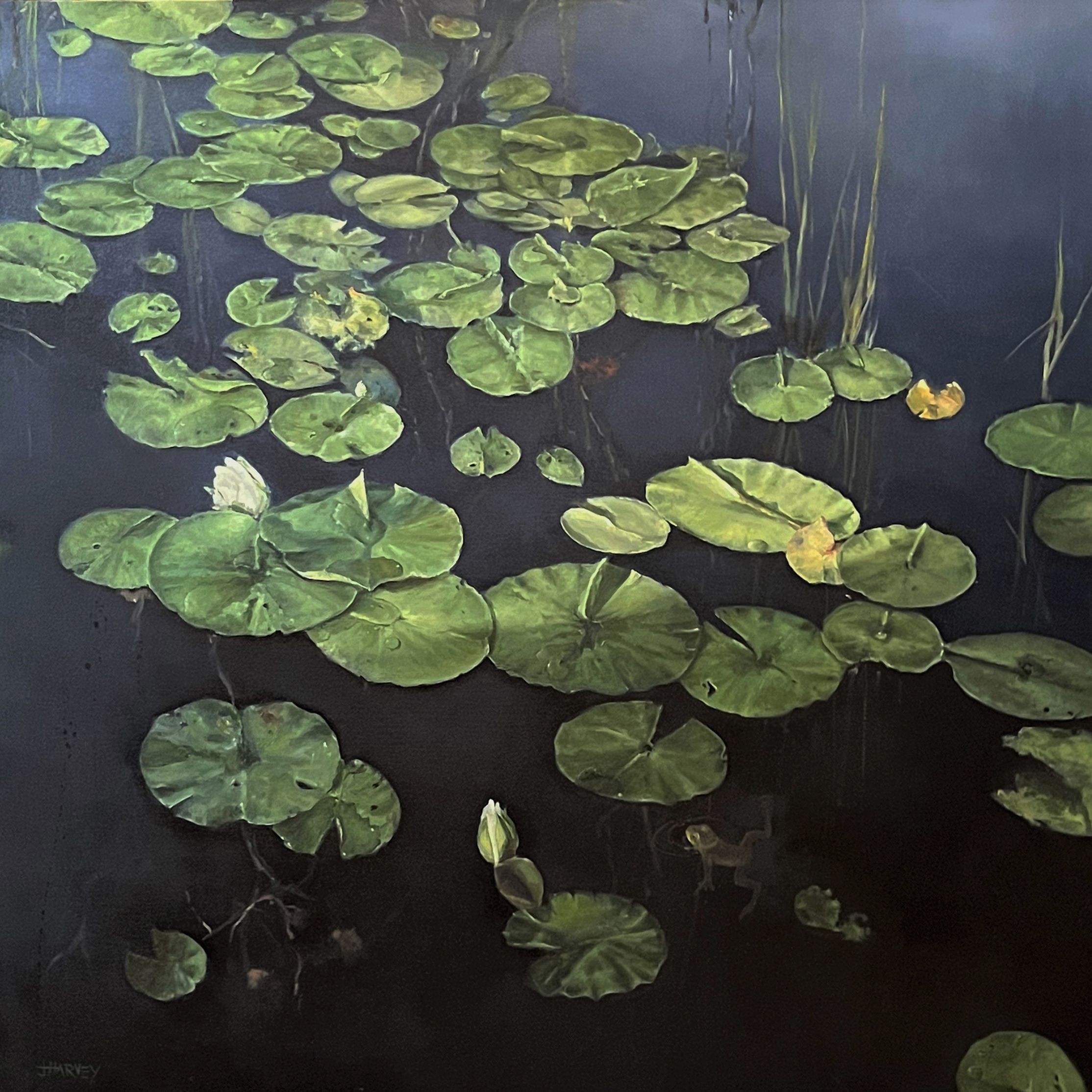 Judith Harvey, Waterlilies Judith Harvey, Waterlilies