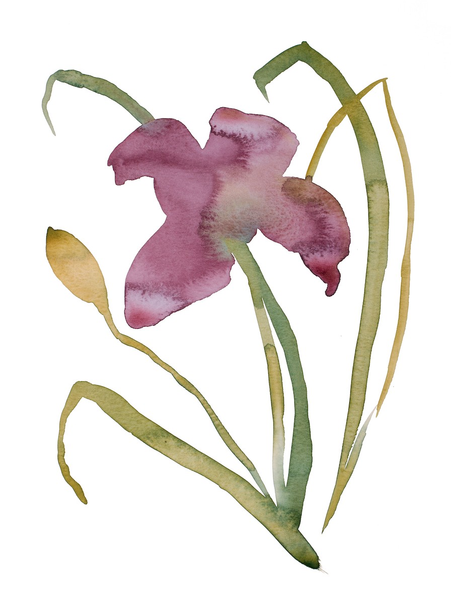 Elizabeth Becker, Lily no. 16 Elizabeth Becker, Lily no. 16