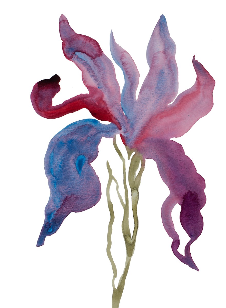 Elizabeth Becker, Iris no. 187 Elizabeth Becker, Iris no. 187