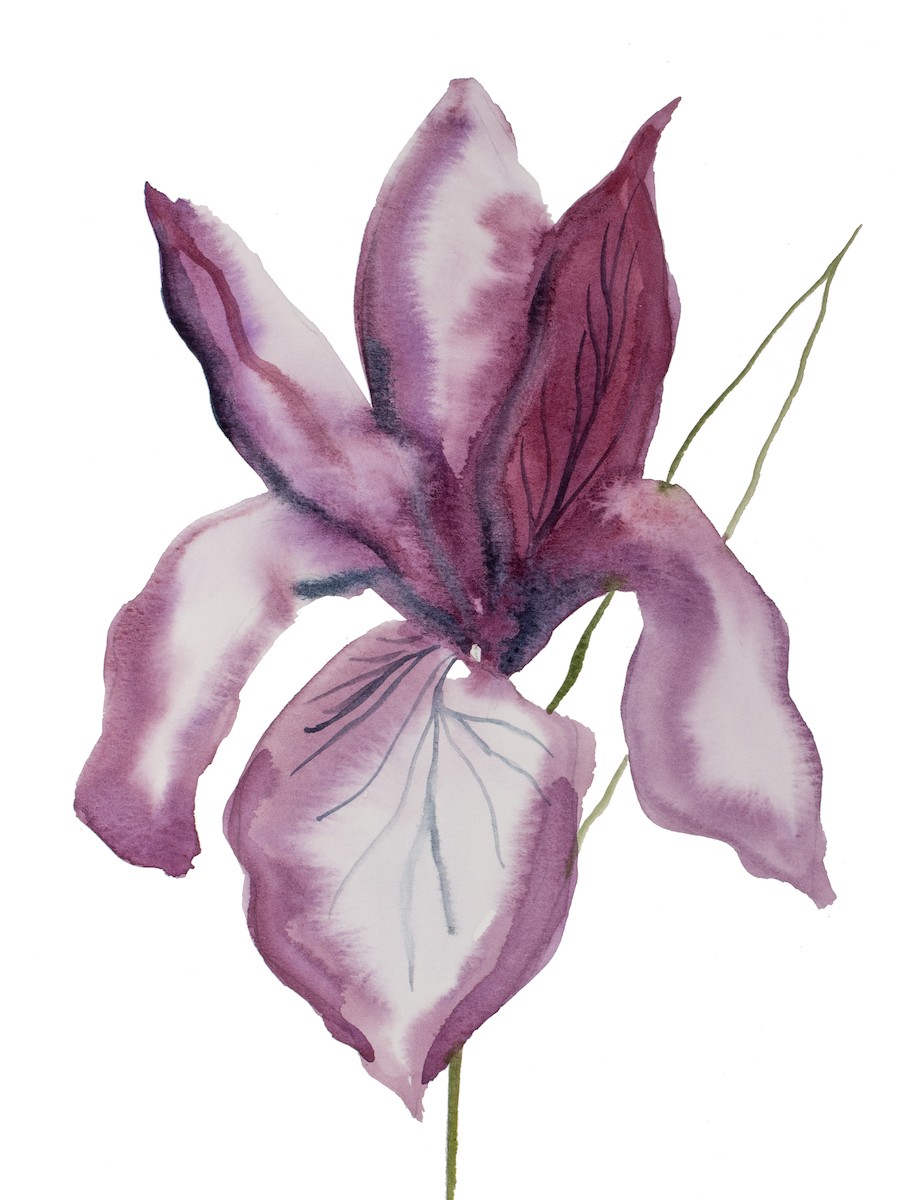Elizabeth Becker, Iris no. 188 Elizabeth Becker, Iris no. 188