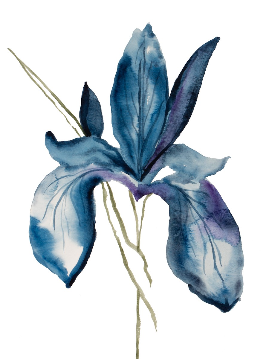 Elizabeth Becker, Iris no. 189 Elizabeth Becker, Iris no. 189