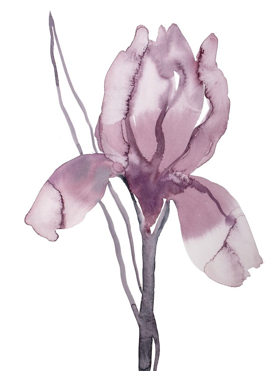 Elizabeth Becker, Iris No. 193 Elizabeth Becker, Iris No. 193