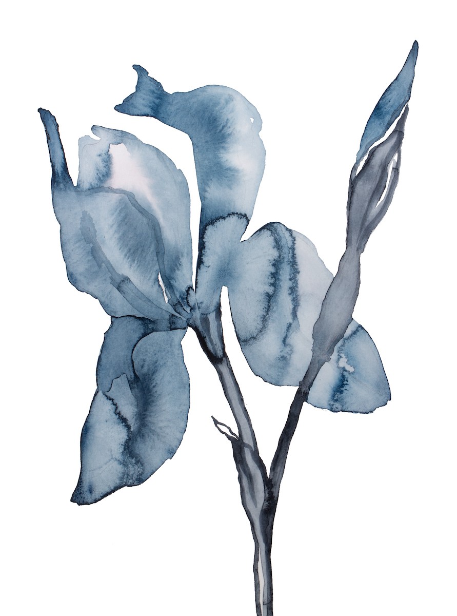 Elizabeth Becker, Iris no. 192 Elizabeth Becker, Iris no. 192