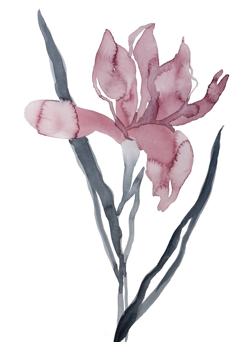 Elizabeth Becker, Iris no. 191 Elizabeth Becker, Iris no. 191