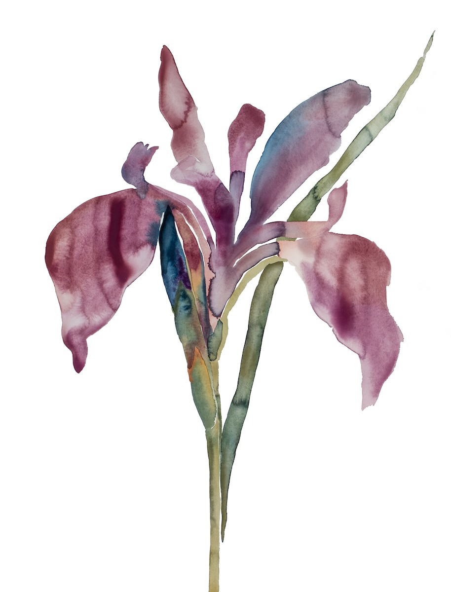 Elizabeth Becker, Iris no. 194 Elizabeth Becker, Iris no. 194