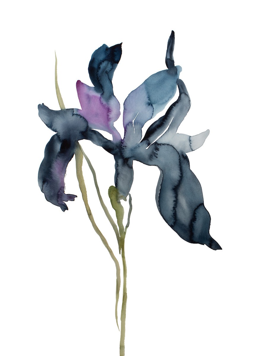 Elizabeth Becker, Iris no. 195 Elizabeth Becker, Iris no. 195