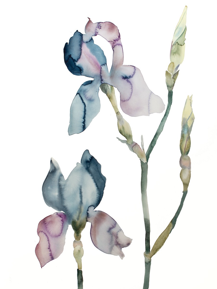 Elizabeth Becker, Iris no. 196 Elizabeth Becker, Iris no. 196