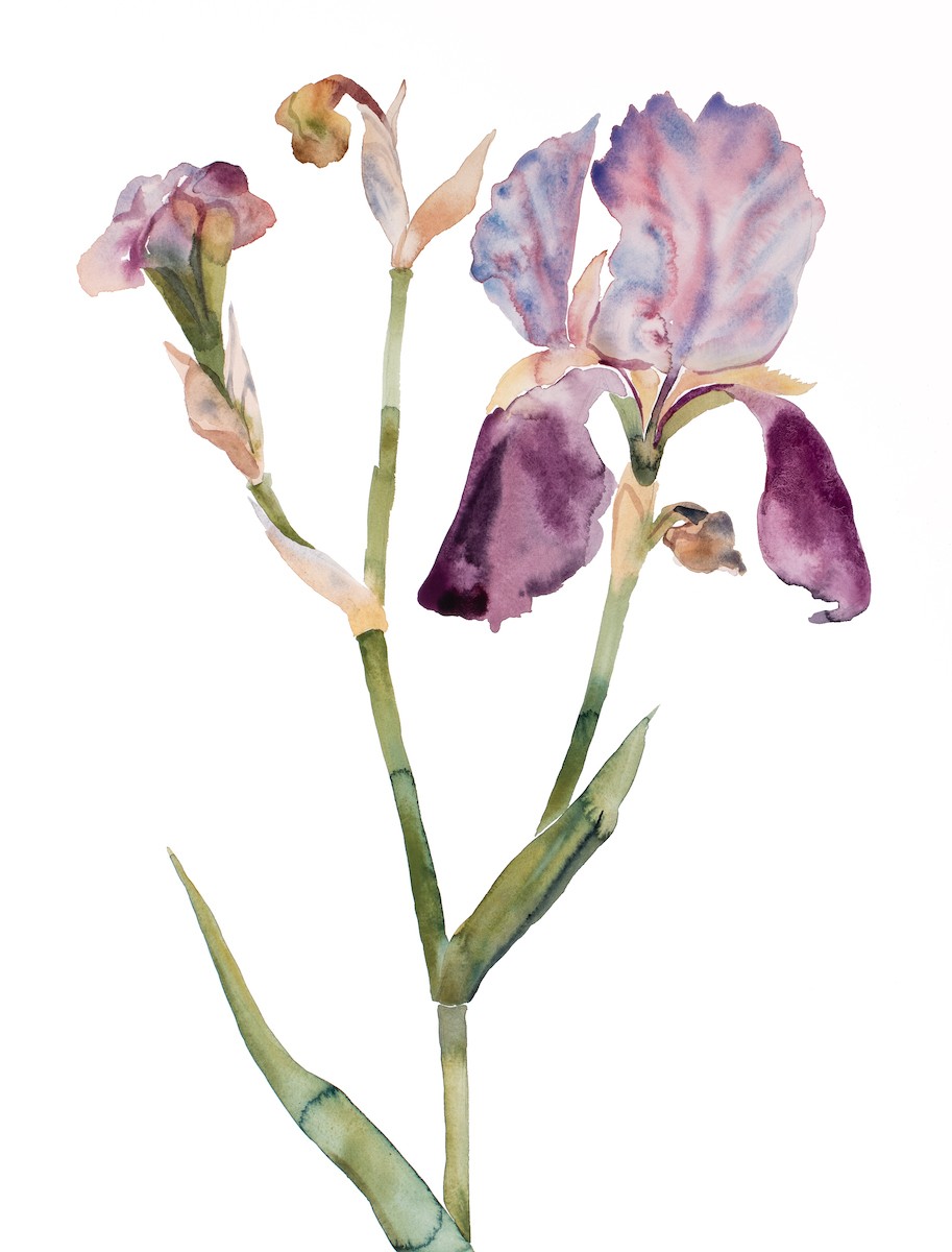 Elizabeth Becker, Iris no. 197 Elizabeth Becker, Iris no. 197