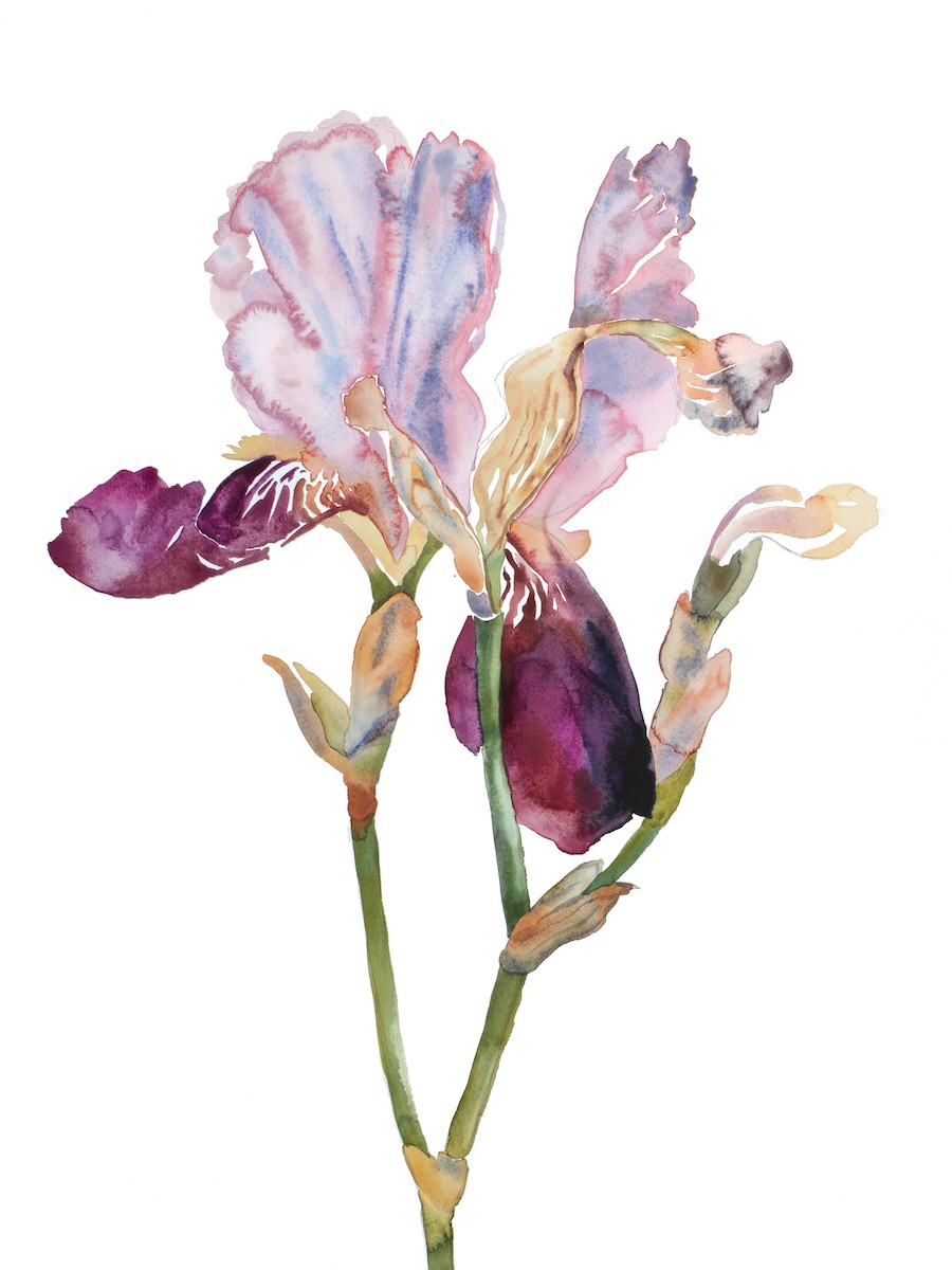 Elizabeth Becker, Iris no. 198 Elizabeth Becker, Iris no. 198