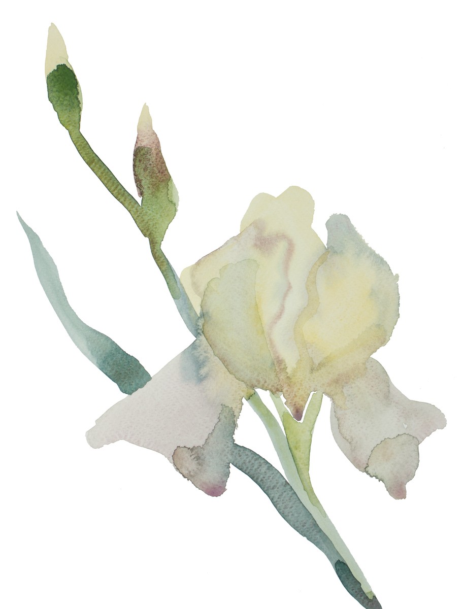Elizabeth Becker, Iris no. 190 Elizabeth Becker, Iris no. 190