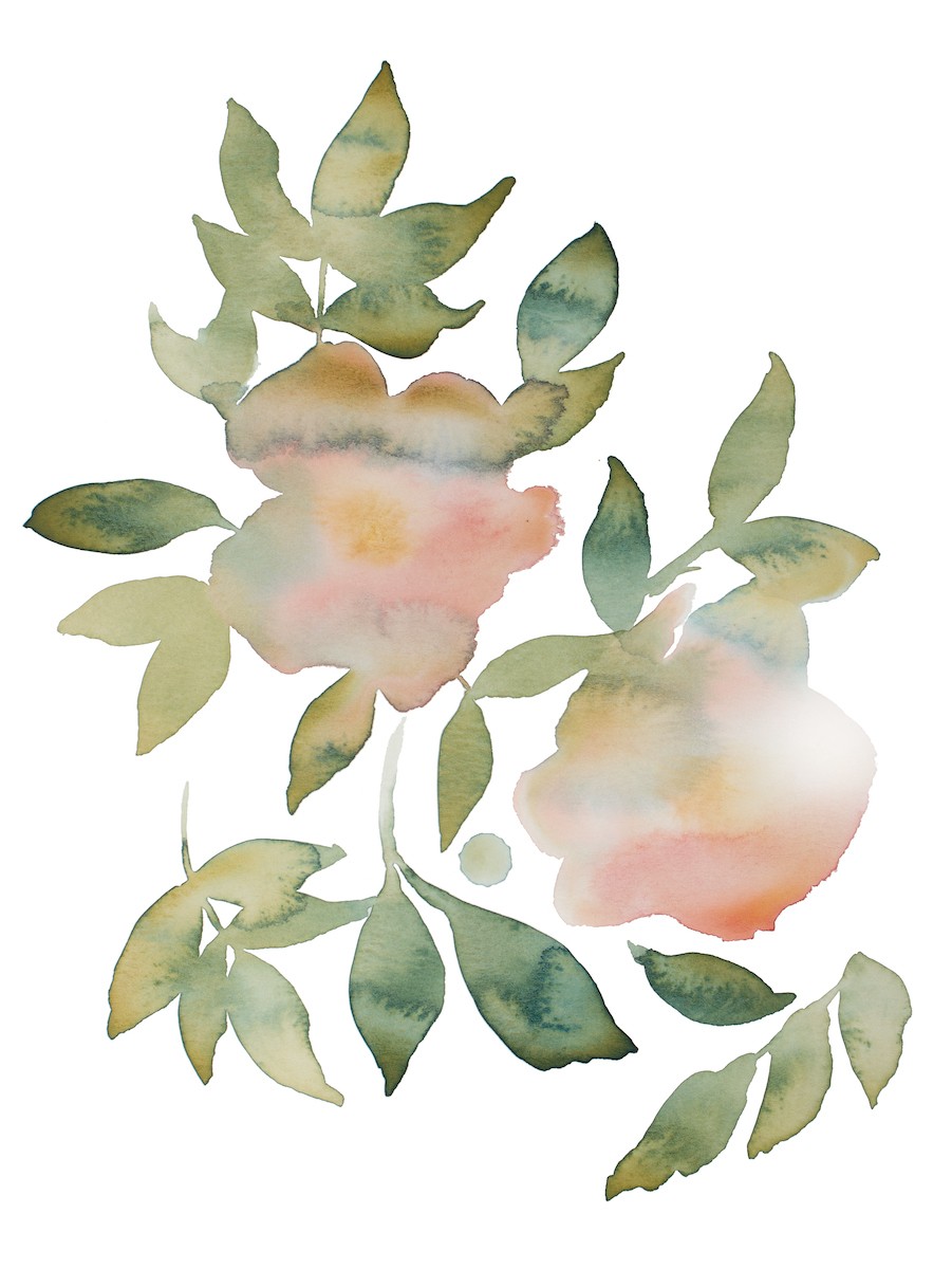 Elizabeth Becker, Rose study no. 81 Elizabeth Becker, Rose study no. 81
