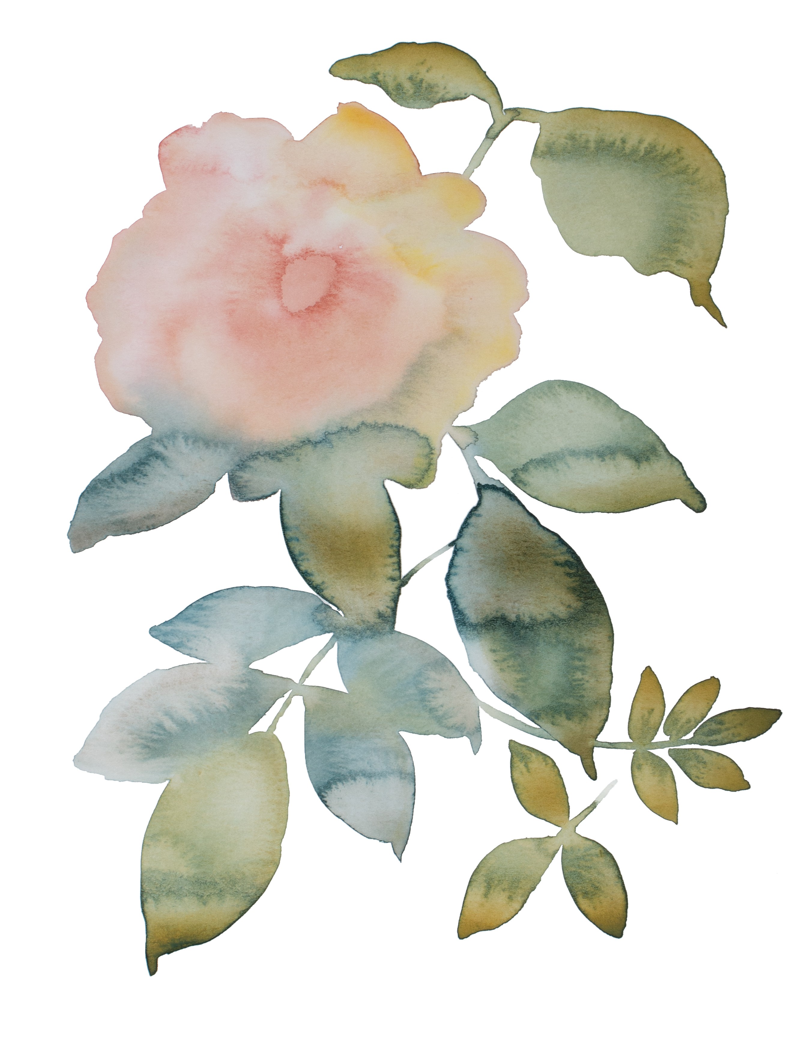 Elizabeth Becker, Rose study no. 80 Elizabeth Becker, Rose study no. 80