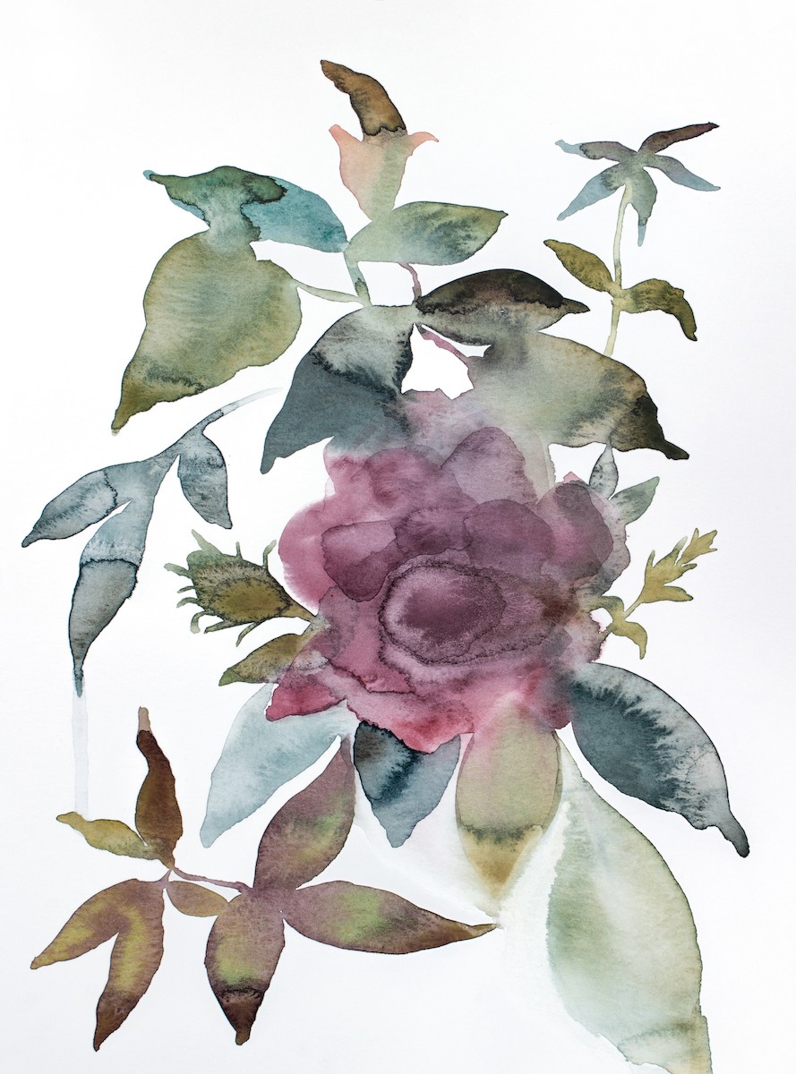 Elizabeth Becker, Rose Study No. 79 Elizabeth Becker, Rose Study No. 79