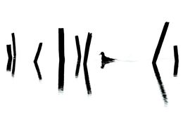 Mouette en Sumi-e, Mathieu Pujol