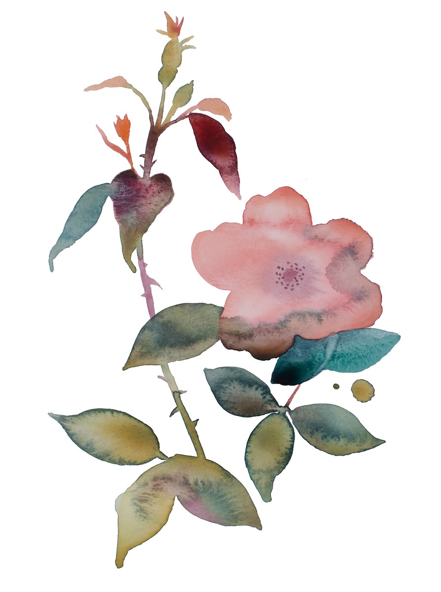 Elizabeth Becker, Rose Study No. 78 Elizabeth Becker, Rose Study No. 78