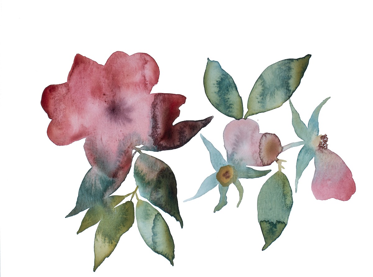 Elizabeth Becker, Rose study no. 77 Elizabeth Becker, Rose study no. 77