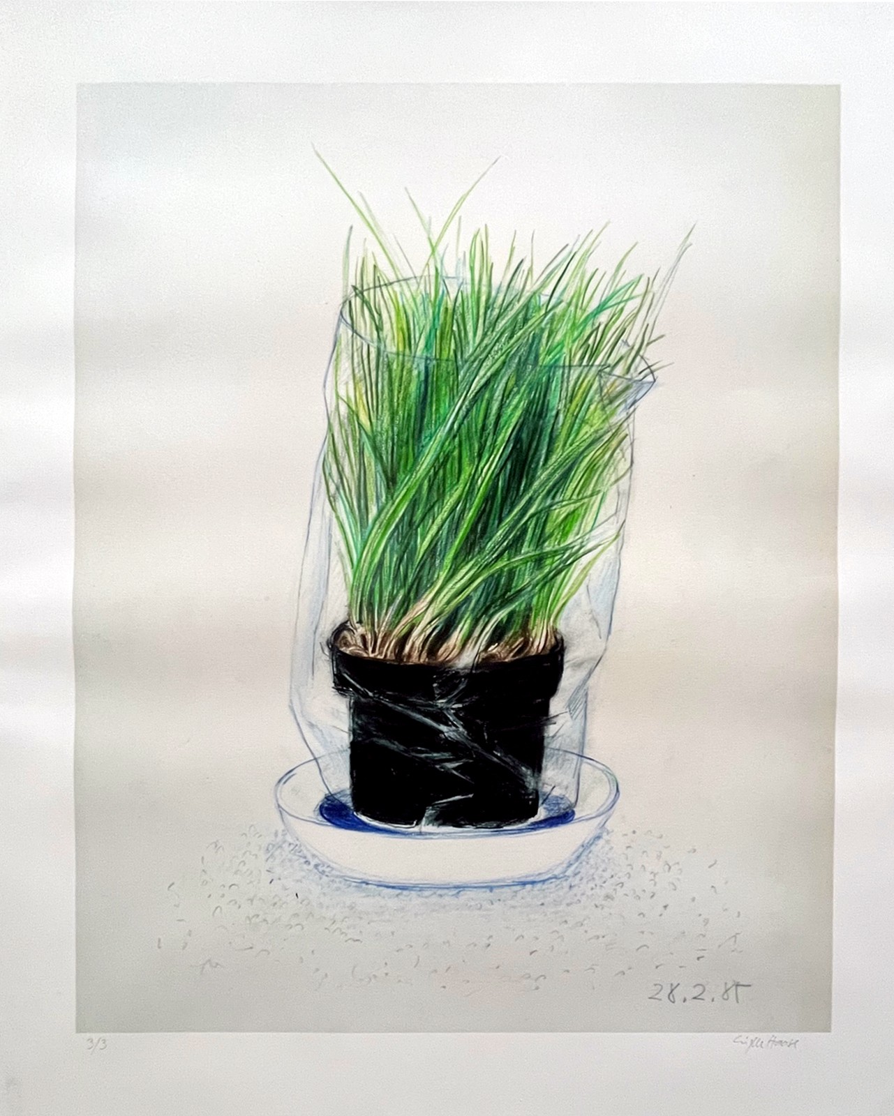 Sibylle Haase, Schnittlauch Sibylle Haase, Schnittlauch