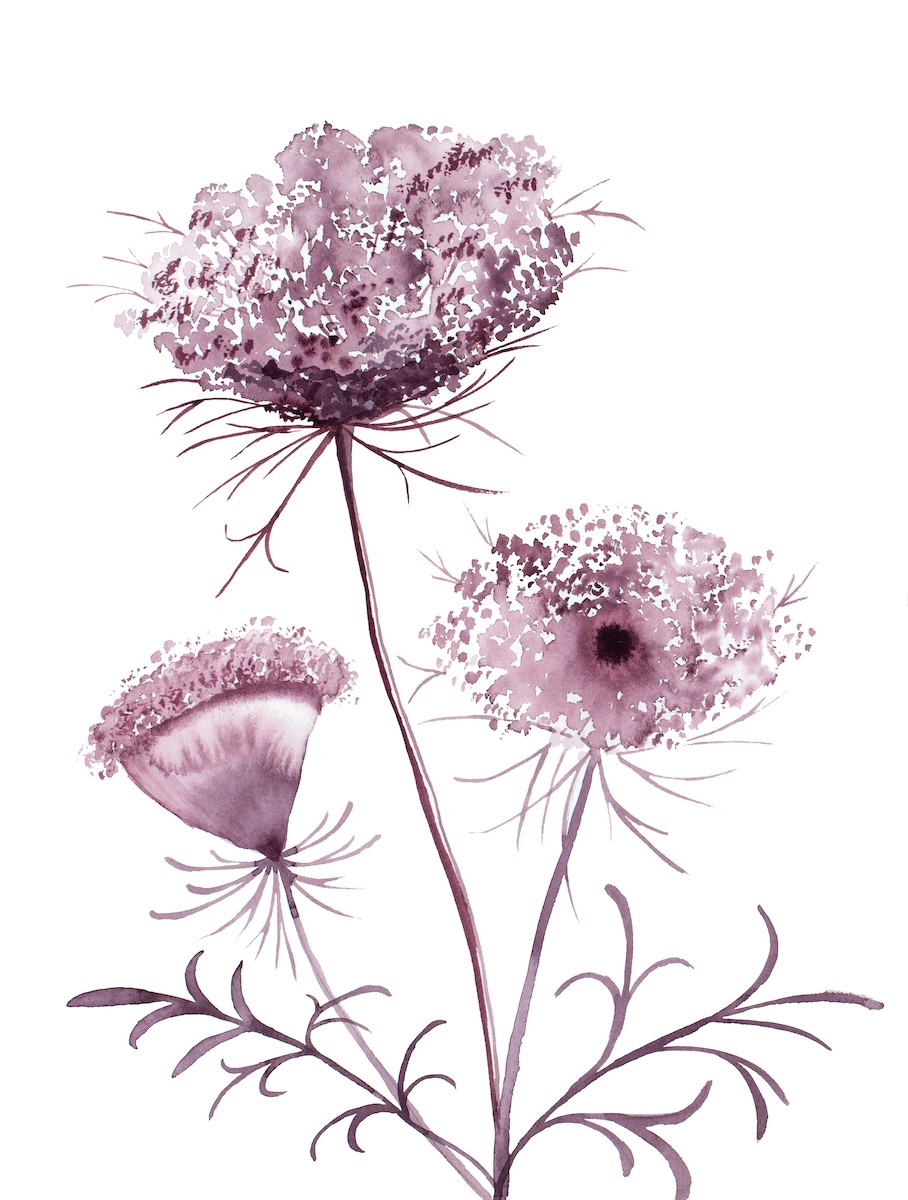 Elizabeth Becker, Queen Anne's Lace No. 19 Elizabeth Becker, Queen Anne's Lace No. 19