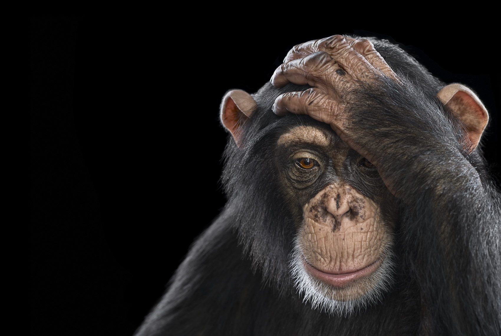 Brad Wilson, Chimpanzee #2 Brad Wilson, Chimpanzee #2