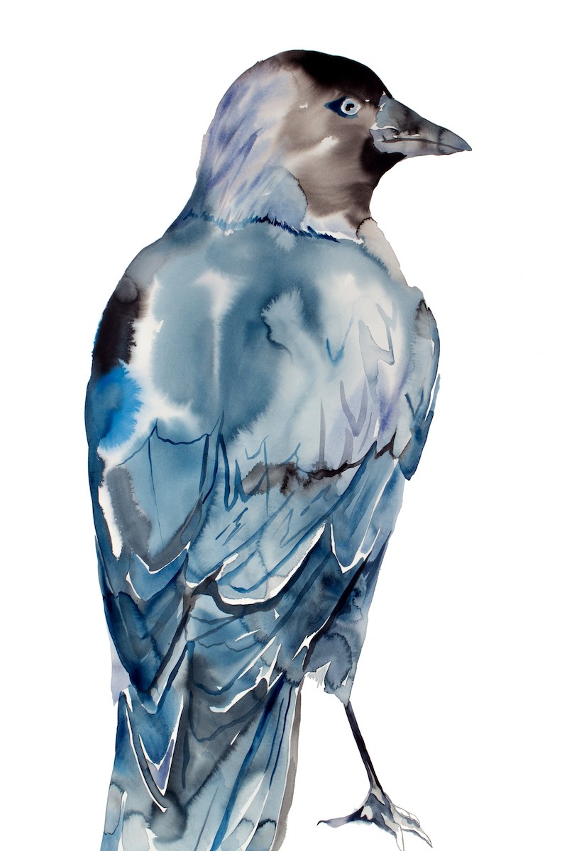 Elizabeth Becker, Jackdaw Elizabeth Becker, Jackdaw