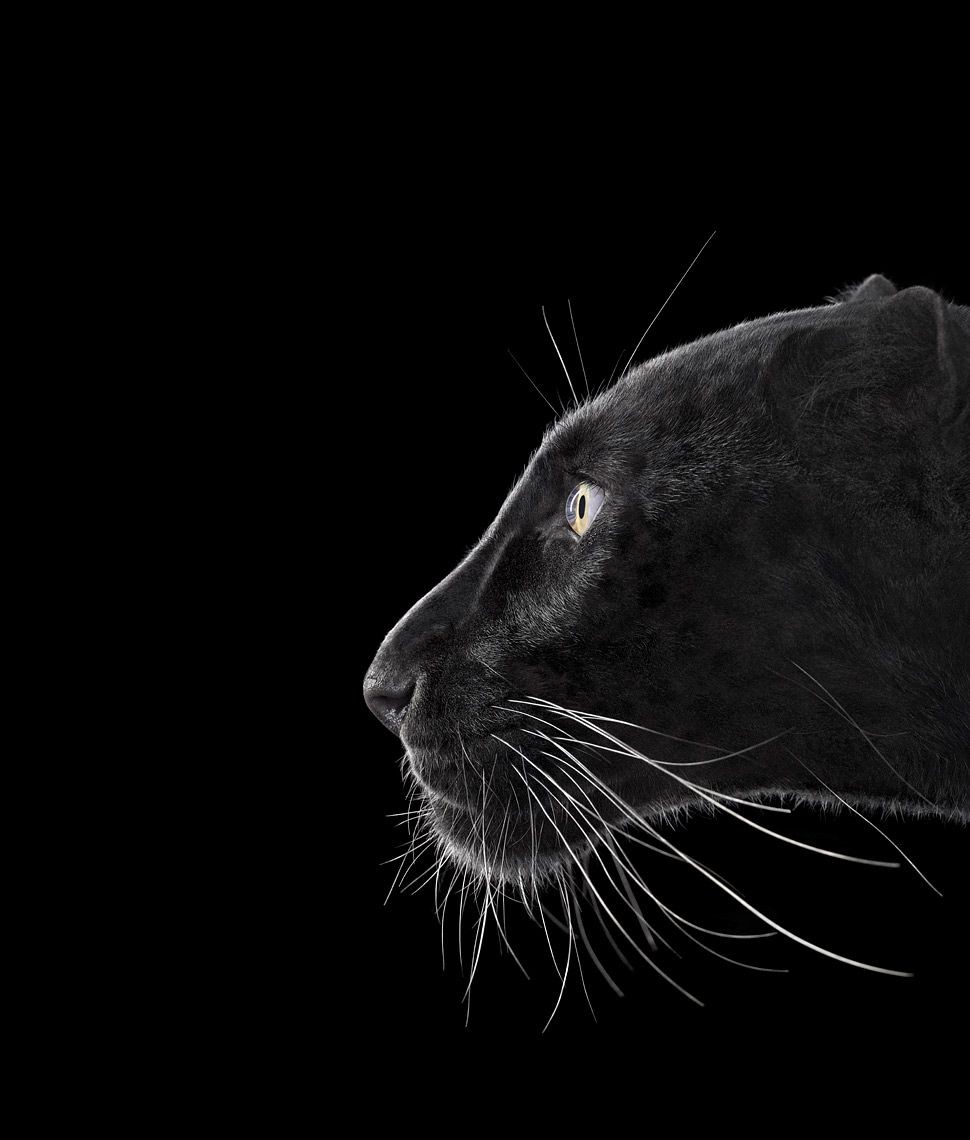 Brad Wilson, Black Leopard #2 Brad Wilson, Black Leopard #2