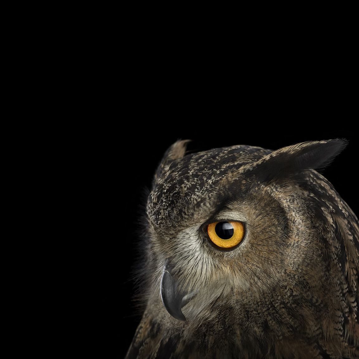 Brad Wilson, Eurasian Eagle Owl #3 Brad Wilson, Eurasian Eagle Owl #3