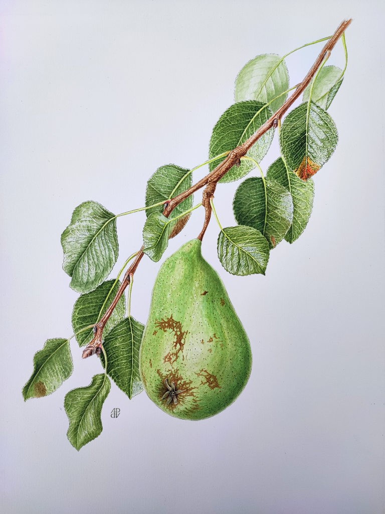 Anne Pieussergues Dherbicourt, Poire Anne Pieussergues Dherbicourt, Poire