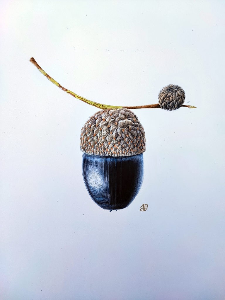 Anne Pieussergues Dherbicourt, Black acorn Anne Pieussergues Dherbicourt, Black acorn