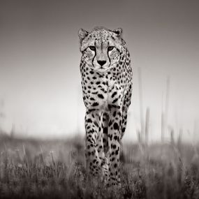 Photographie, Rhythm and Poise, Drew Doggett