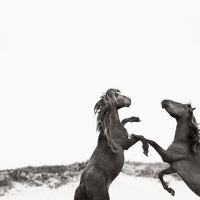 Fotografien, The Dance, Drew Doggett