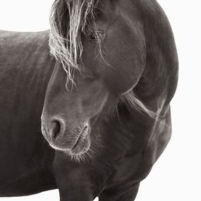 Fotografía, Regal, Drew Doggett