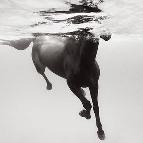 Photography, Dance of the Sea, Drew Doggett