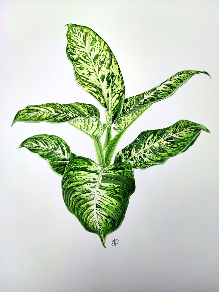 Anne Pieussergues Dherbicourt, Dieffenbachia Anne Pieussergues Dherbicourt, Dieffenbachia