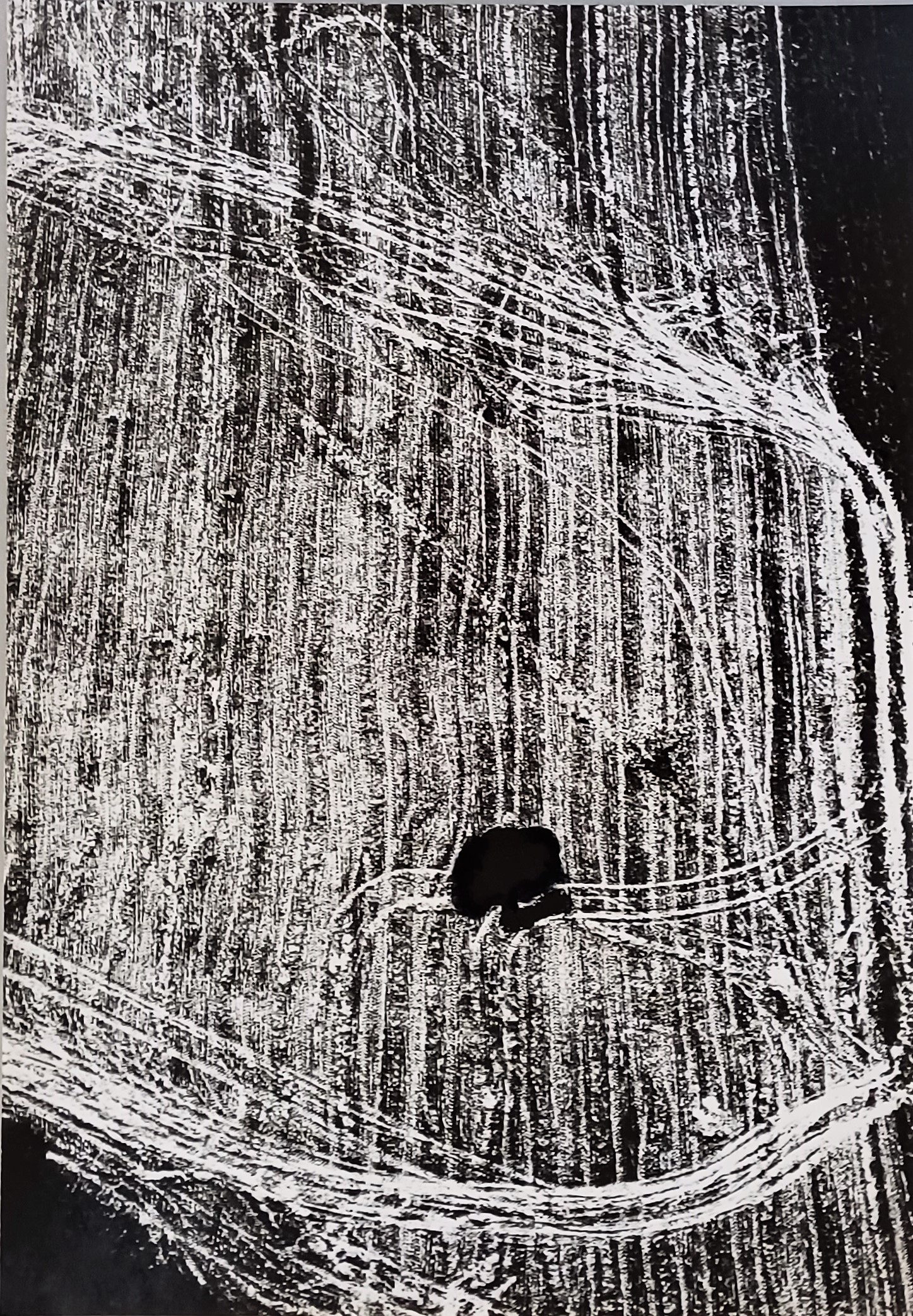 ▷ Presa di coscienza sulla natura by Mario Giacomelli, 1981, Photography