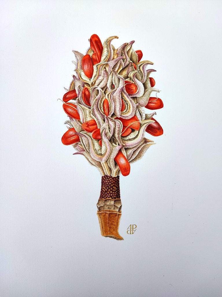Anne Pieussergues Dherbicourt, Magnolia Grandiflora Anne Pieussergues Dherbicourt, Magnolia Grandiflora
