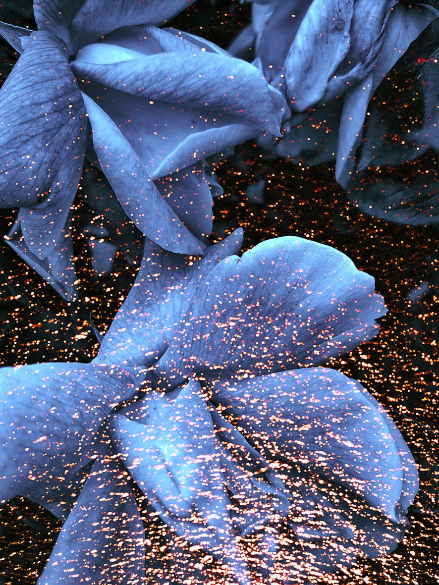Joanna Mouton, Fleur bleue Joanna Mouton, Fleur bleue