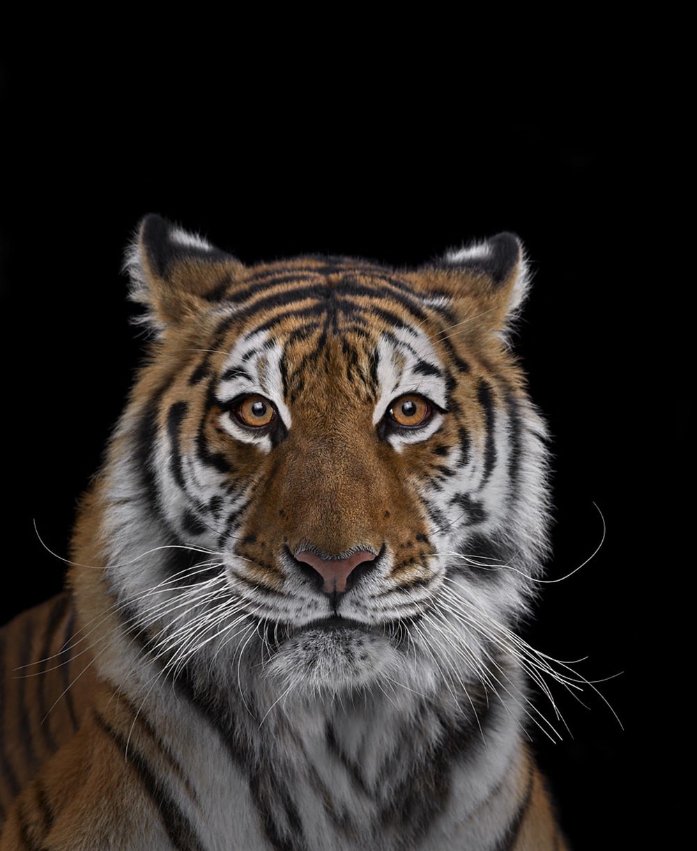 Brad Wilson, Tiger #7 Brad Wilson, Tiger #7