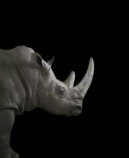 Fotografien, Rhinoceros #2, Brad Wilson