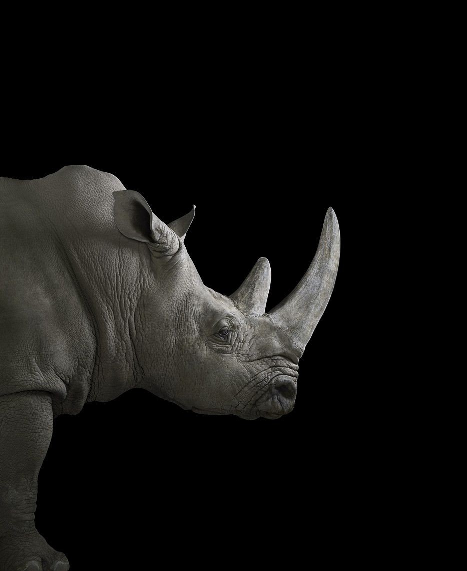 Brad Wilson, Rhinoceros #2 Brad Wilson, Rhinoceros #2