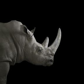 Fotografía, Rhinoceros #2, Brad Wilson