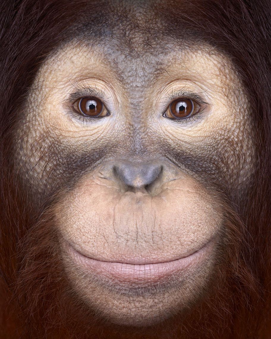 Brad Wilson, Orangutan #1 Brad Wilson, Orangutan #1