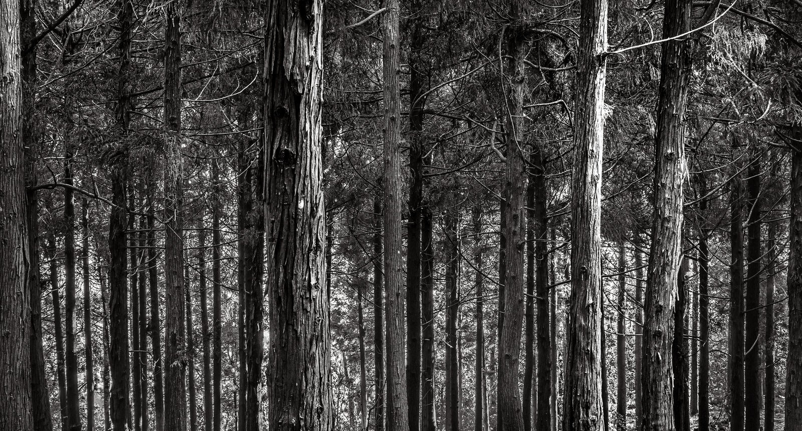 Jean-Guy Nakars, Forest Jean-Guy Nakars, Forest