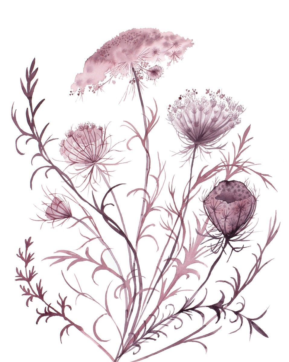 Elizabeth Becker, Queen Anne's Lace No. 21 Elizabeth Becker, Queen Anne's Lace No. 21