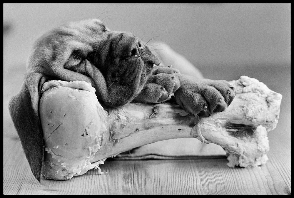 Arthur Steel, Bone Idle Arthur Steel, Bone Idle